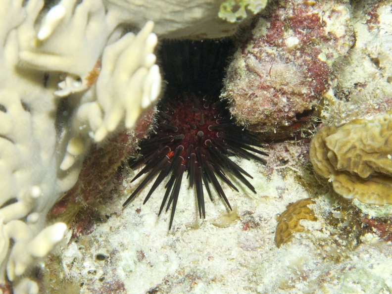 IMG_3815 Reef Urchin.jpg